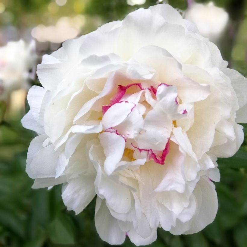 Paeonia lactiflora Festiva Maxima - Pioenroos (Bloei)