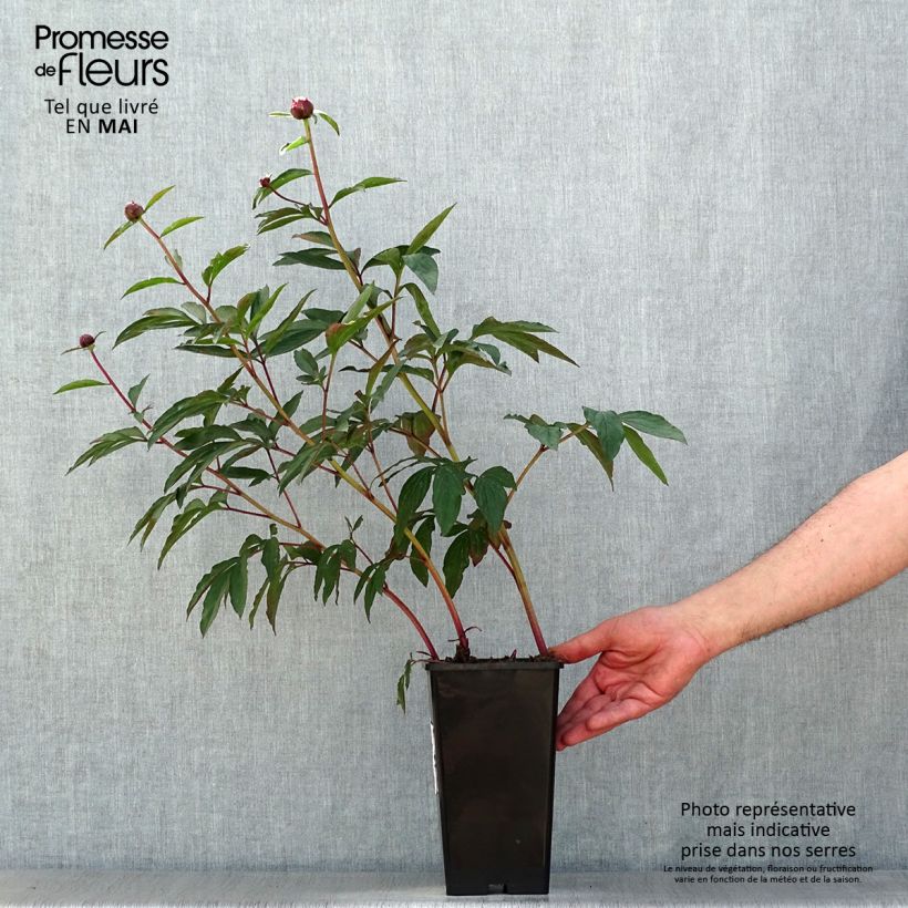 Example of Paeonia lactiflora Gardenia - Pioenroos Pot van 3 l/4 l as you get in printemps