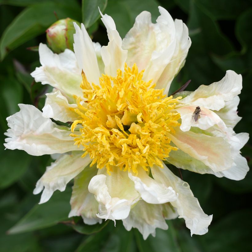Paeonia lactiflora Green Lotus - Pioenroos (Flowering)