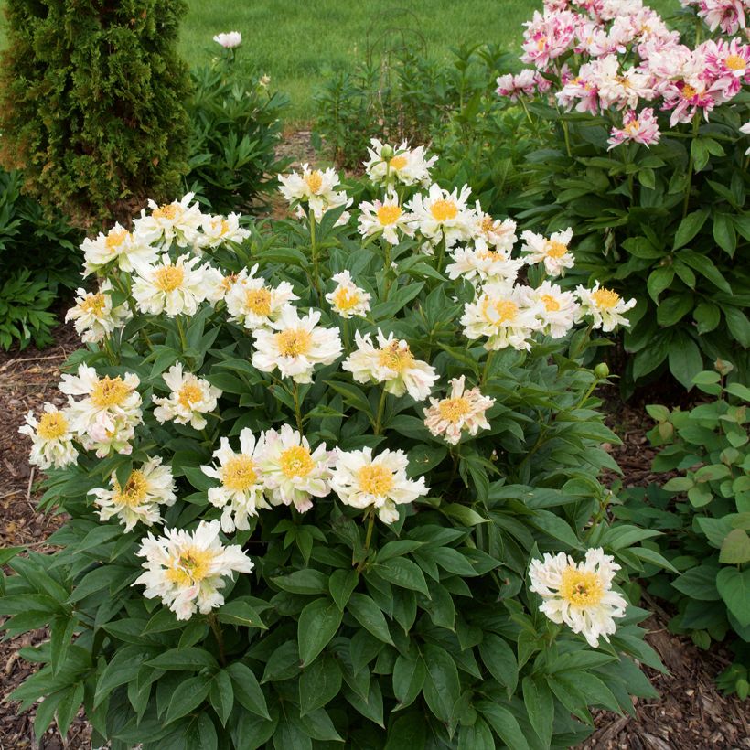 Paeonia lactiflora Green Lotus - Pioenroos (Plant habit)