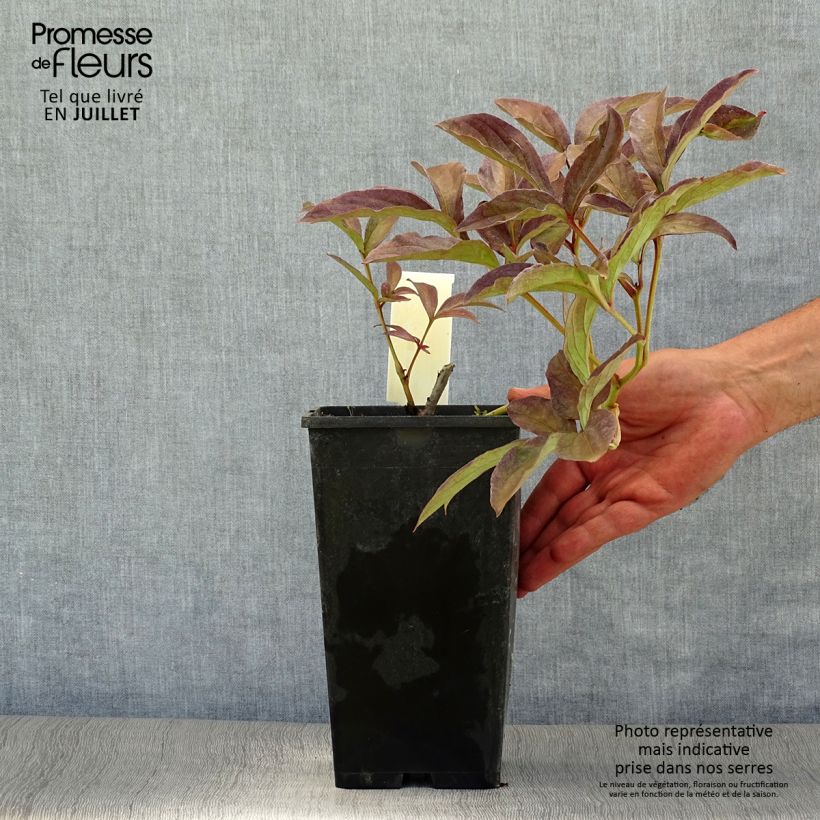 Exemplaar van Paeonia lactiflora Inspecteur Lavergne - Pioenroos Pot van 3 l/4 l zoals geleverd in de zomer