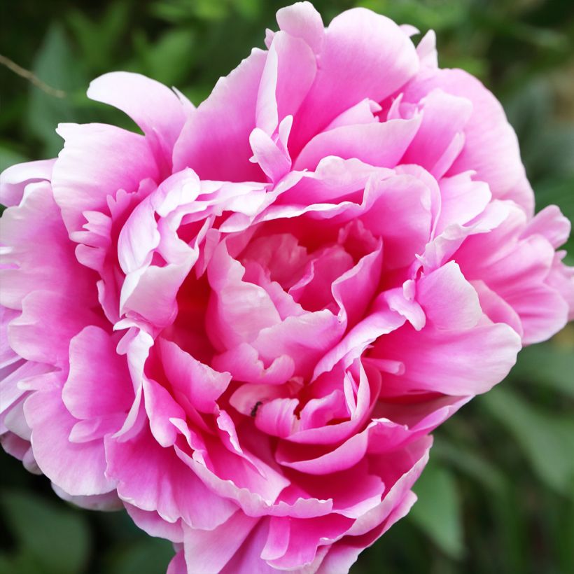 Paeonia lactiflora Jacorma - Pioenroos (Flowering)