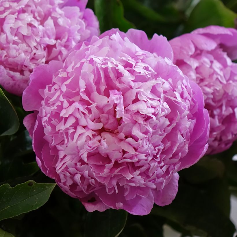 Paeonia lactiflora Jacorma - Pioenroos (Bloei)