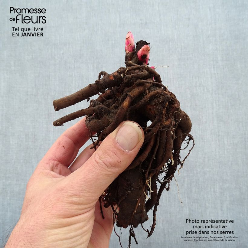 Example of Paeonia lactiflora Kansas - Pioenroos Stam 3/5 ogen as you get in hiver