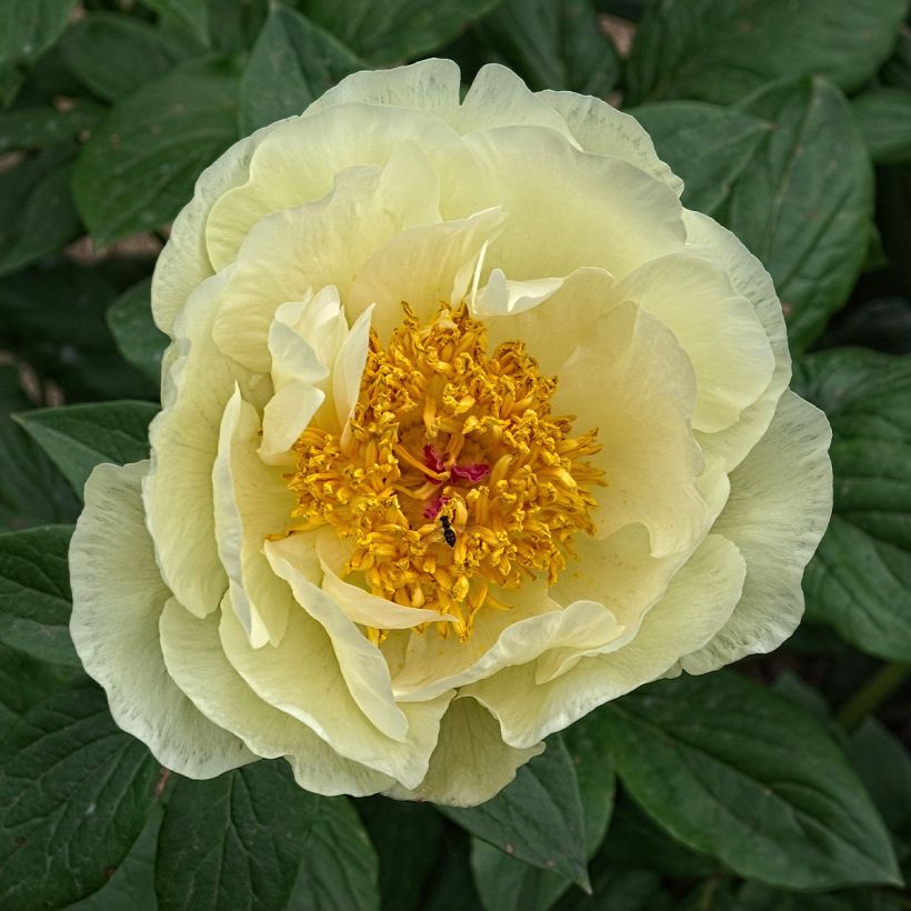 Paeonia lactiflora Lemon Chiffon - Pioenroos (Flowering)