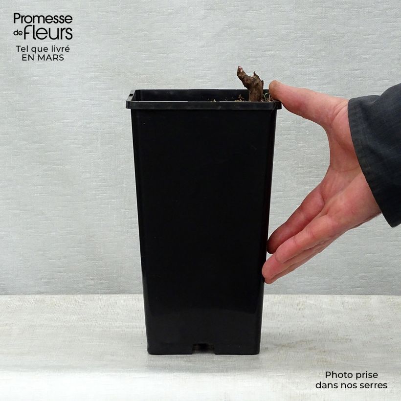 Example of Pivoine lactiflora Marie Lemoine Pot van 3 l/4 l as you get in printemps