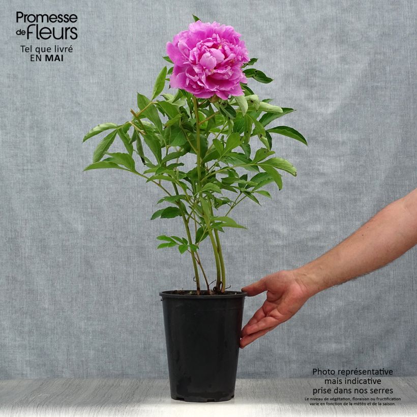 Exemplaar van Paeonia lactiflora Monsieur Jules Elie - Pioenroos Pot van 3 l/4 l zoals geleverd in de lente