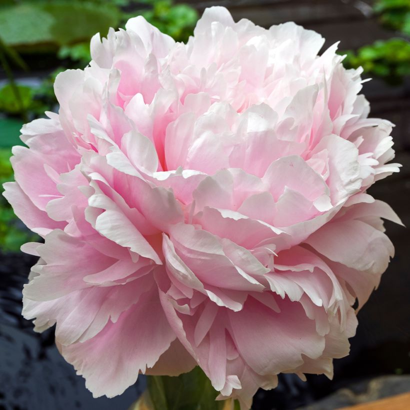 Paeonia lactiflora Morning Kiss - Pioenroos (Bloei)