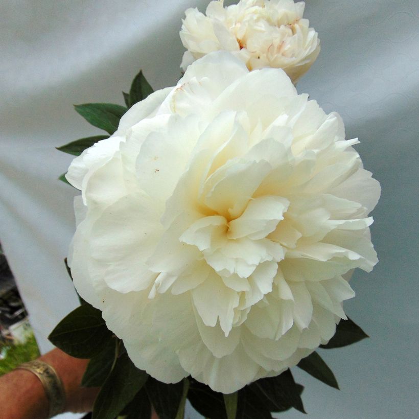 Paeonia lactiflora Mother's Choice - Pioenroos (Flowering)