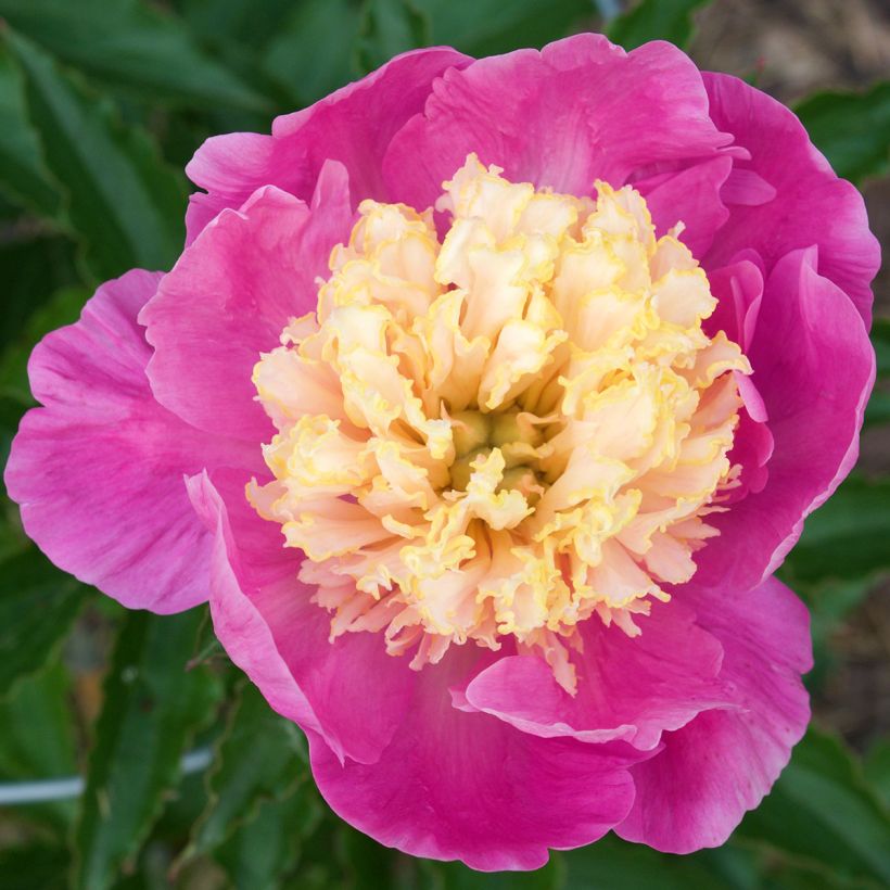 Paeonia lactiflora Mr G.F. Hemerik - Pioenroos (Bloei)