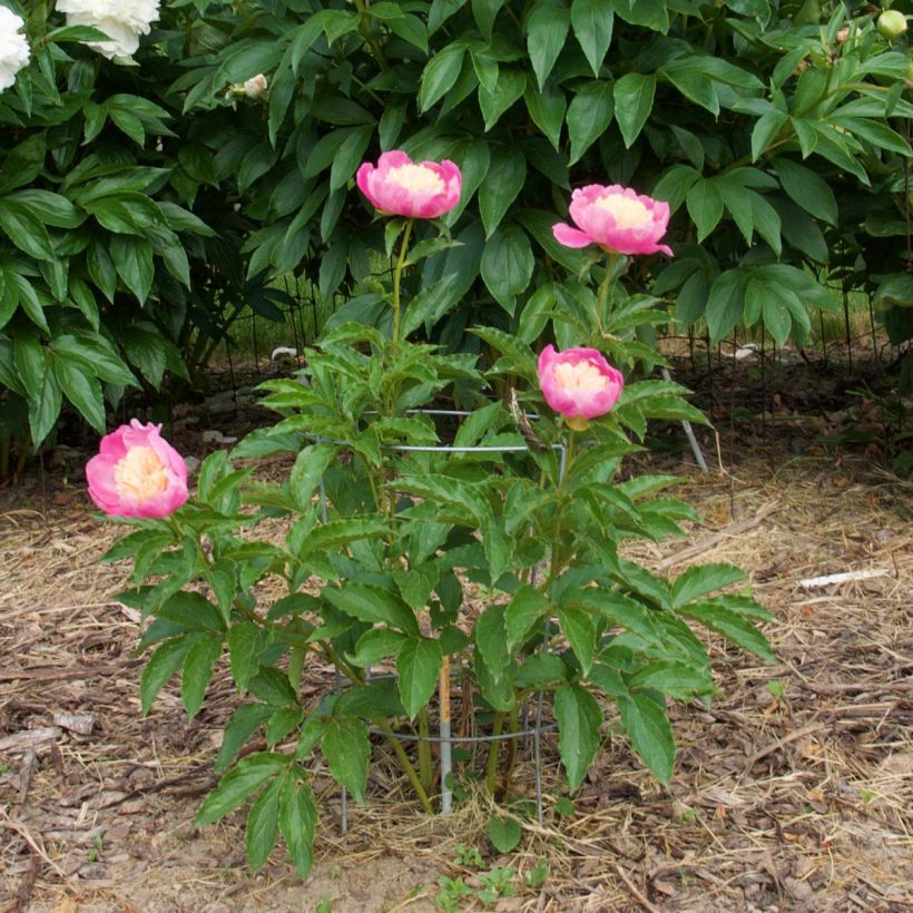 Paeonia lactiflora Mr G.F. Hemerik - Pioenroos (Groeiplaats)