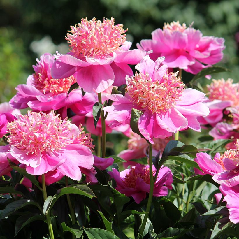 Paeonia lactiflora Neon - Pioenroos (Bloei)