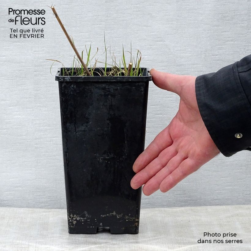 Example of Pivoine lactiflora Nippon Beauty Pot van 3 l/4 l as you get in hiver