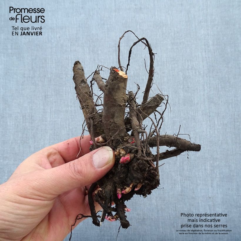 Example of Paeonia lactiflora Nymphe - Pioenroos Stam 3/5 ogen as you get in hiver