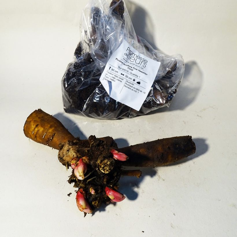 Example of Pivoine lactiflora Pink Hawaiian Coral Stam 3/5 ogen as you get in hiver