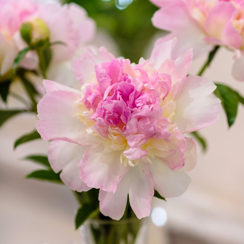 Paeonia lactiflora Raspberry Sunday - Pioenroos (Bloei)