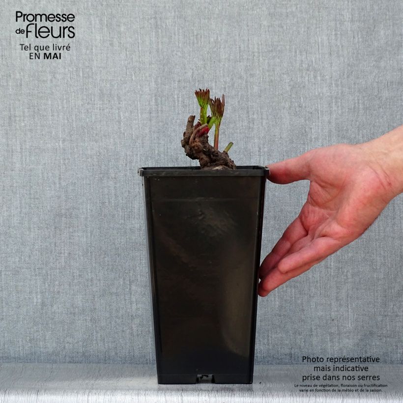 Exemplaar van Paeonia lactiflora - Pioenroos Pot van 4 l/5 l zoals geleverd in de lente