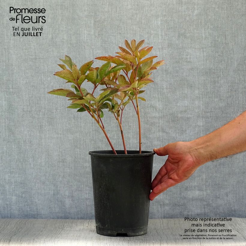 Exemplaar van Paeonia lactiflora Solange - Pioenroos Pot van 3 l/4 l zoals geleverd in de zomer