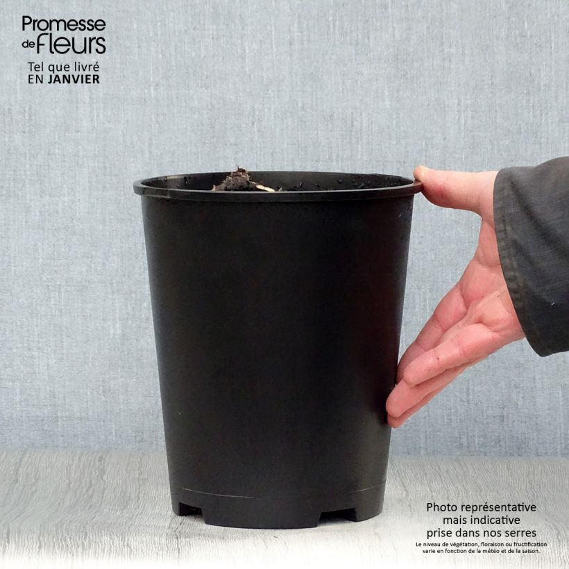 Example of Paeonia lactiflora Solange - Pioenroos Pot van 3 l/4 l as you get in hiver