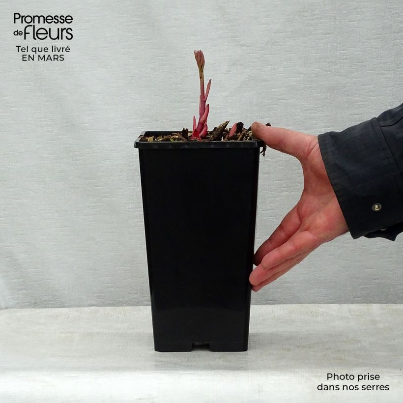 Exemplaar van Paeonia lactiflora Sorbet - Pioenroos Pot van 3 l/4 l zoals geleverd in de lente