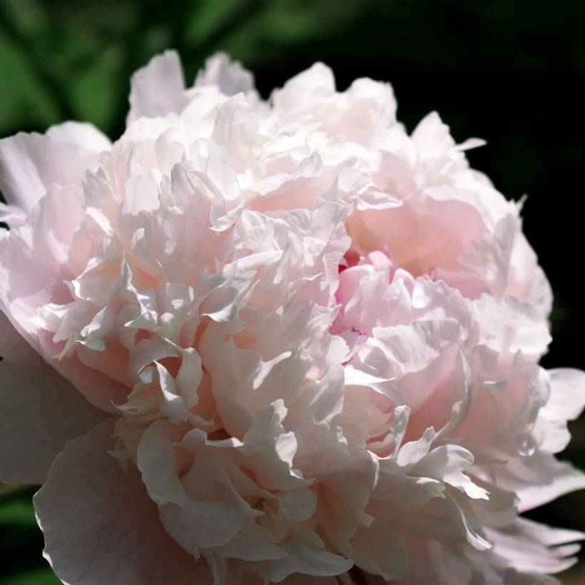 Paeonia lactiflora Chiffon Parfait - Pioenroos (Flowering)