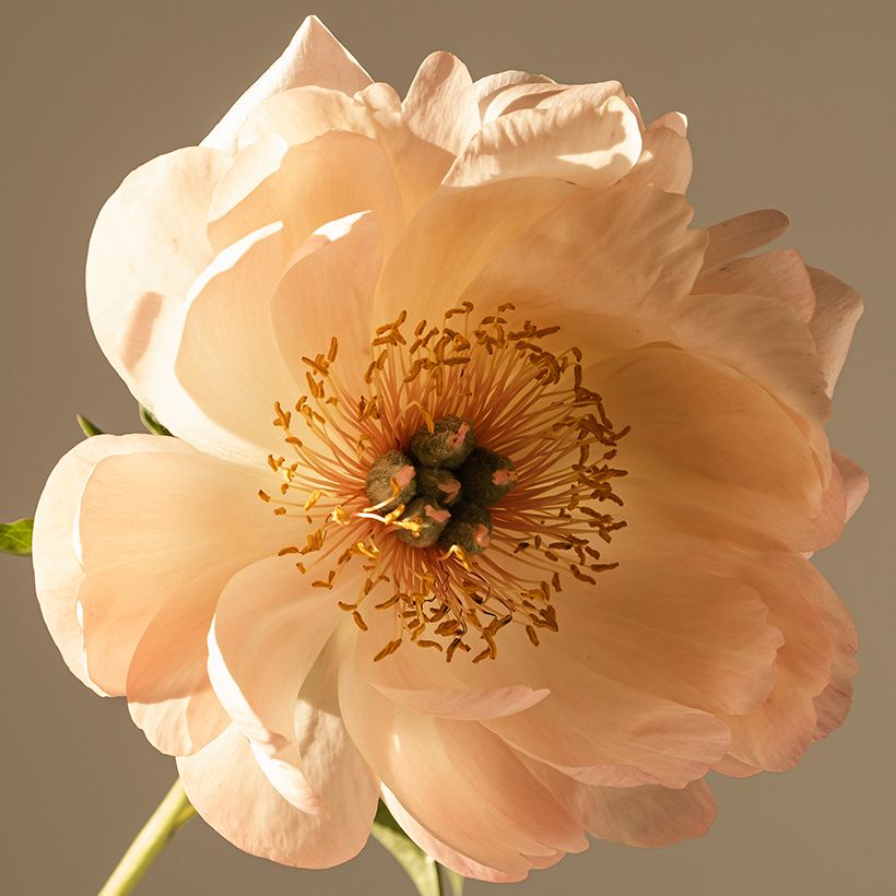Paeonia lactiflora King's Day - Pioenroos (Bloei)