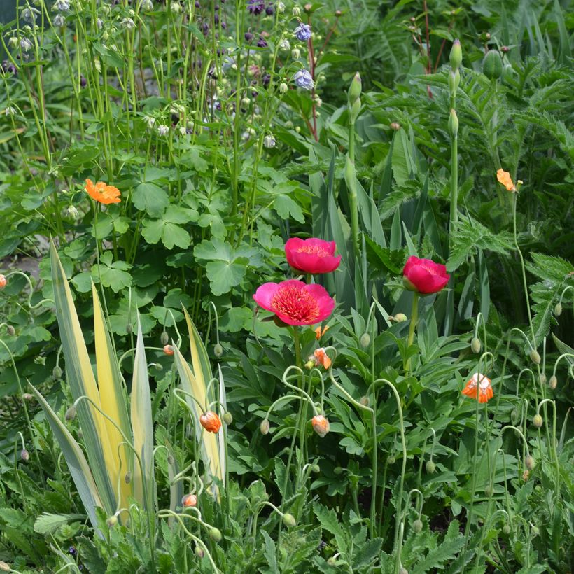 Paeonia officinalis Anemoniflora - Boerenpioen (Groeiplaats)