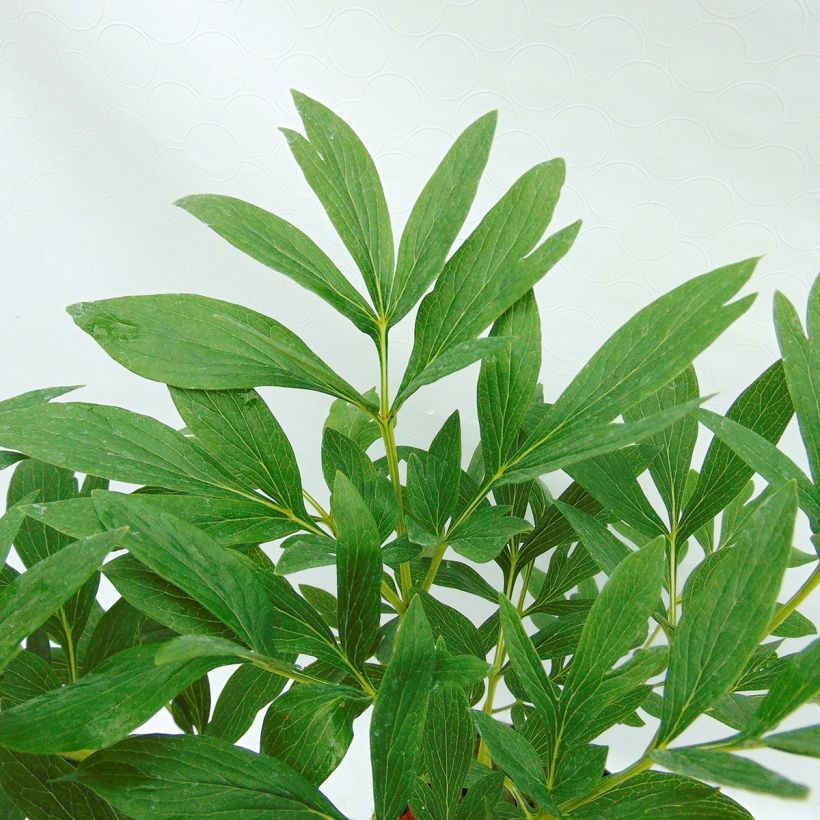 Paeonia officinalis Rosea Plena - Boerenpioen (Foliage)
