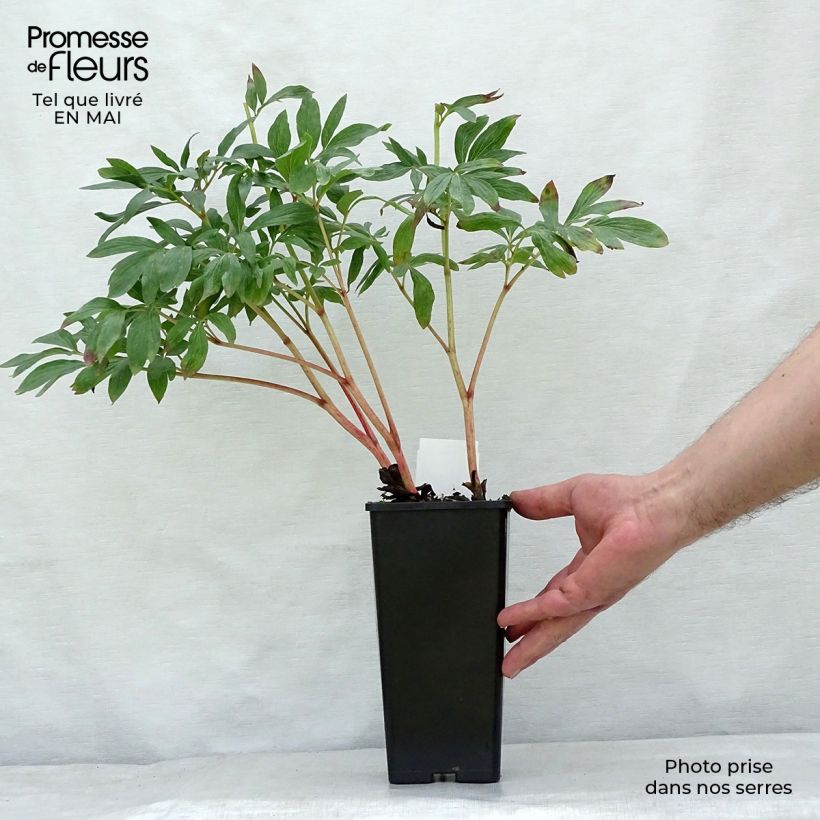Exemplaar van Paeonia officinalis Rosea Plena - Boerenpioen Pot van 12 cm / 13 cm zoals geleverd in de lente