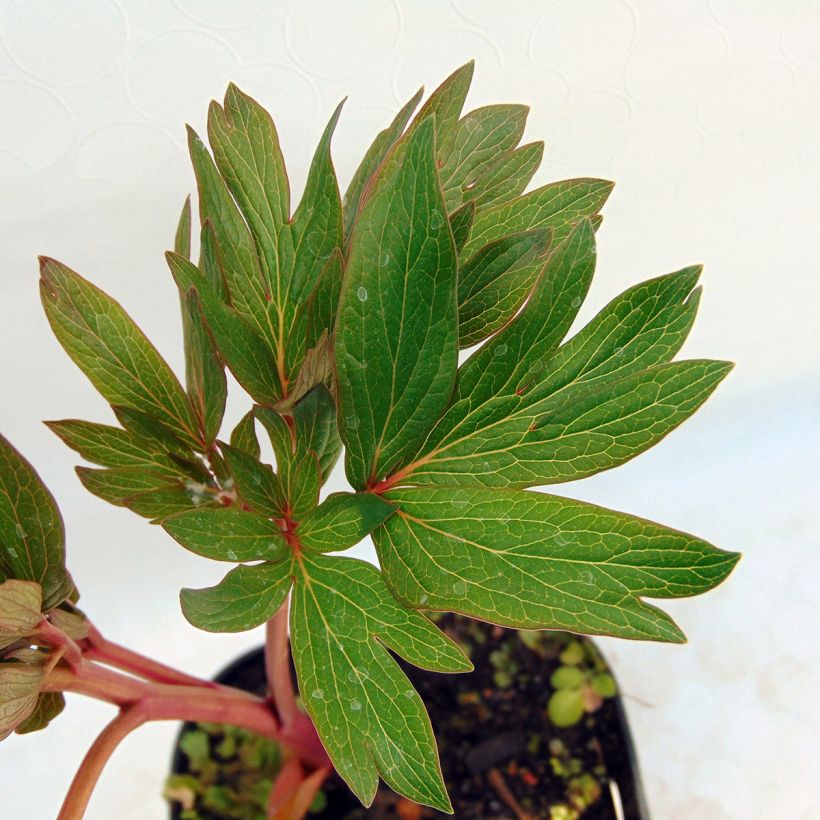 Paeonia officinalis Rubra Plena - Boerenpioen (Foliage)