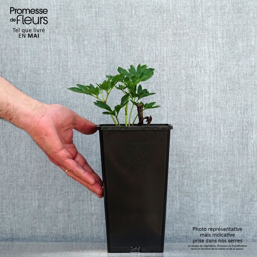 Exemplaar van Paeonia officinalis Rubra Plena - Boerenpioen Pot van 12 cm / 13 cm zoals geleverd in de lente