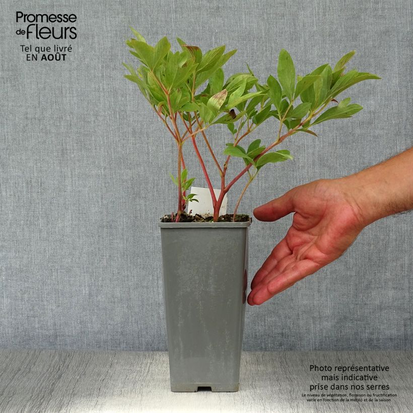 Exemplaar van Paeonia officinalis Rubra Plena - Boerenpioen Pot van 12 cm / 13 cm zoals geleverd in de zomer