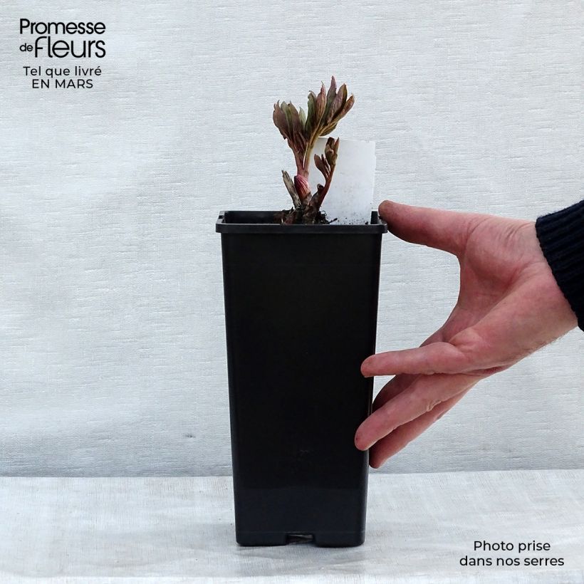 Example of Pivoine officinale Rubra Plena Pot van 12 cm / 13 cm as you get in hiver