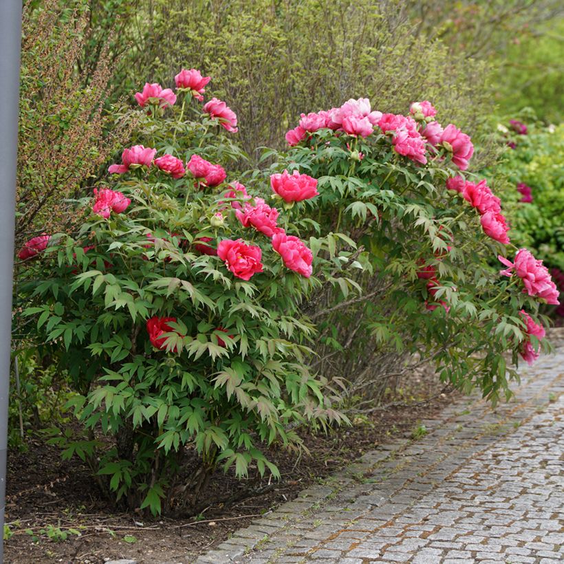 Paeonia officinalis Rubra Plena - Boerenpioen (Groeiplaats)