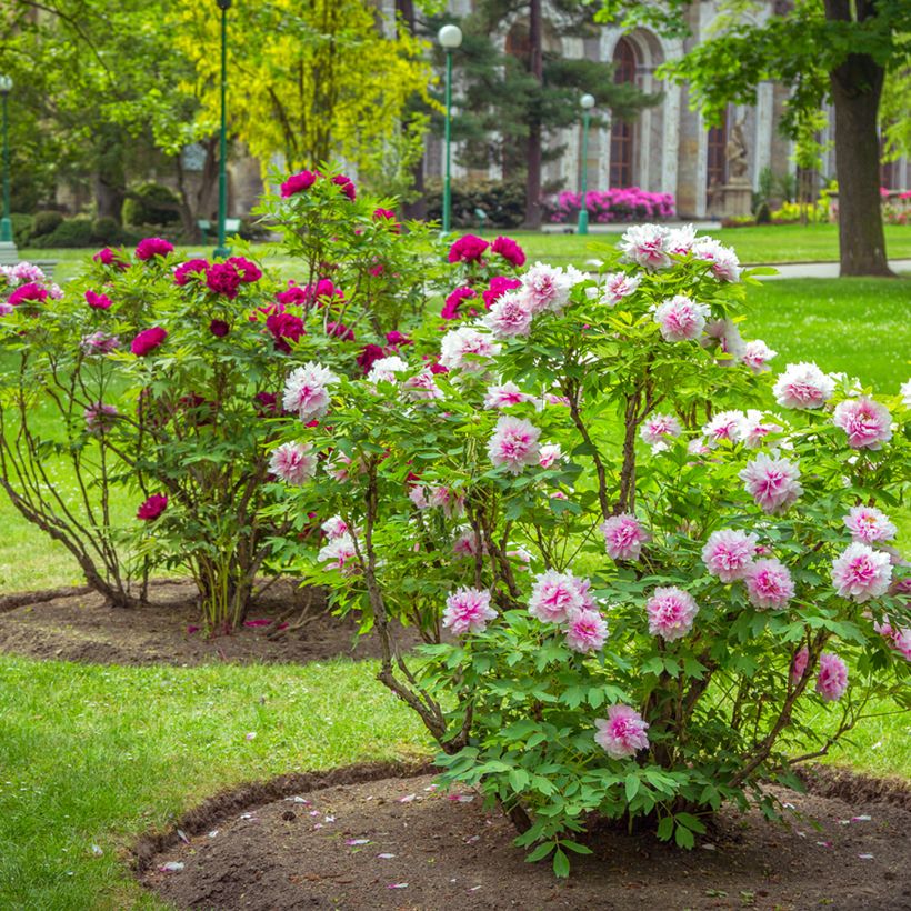 Paeonia suffruticosa Pink - Boompioen (Groeiplaats)