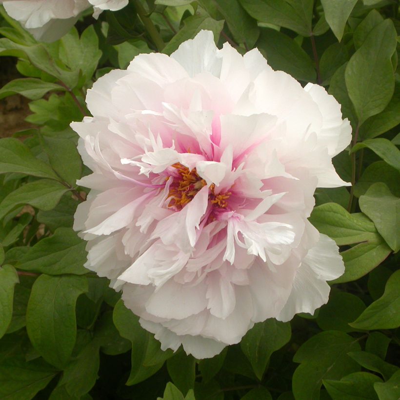 Paeonia suffruticosa Xue Ying Tao Hua - Boompioen (Bloei)
