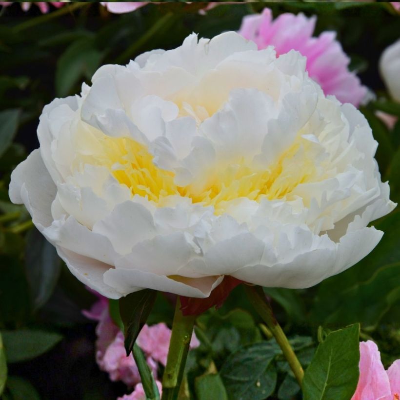 Paeonia lactiflora Blush Queen - Pioenroos (Bloei)