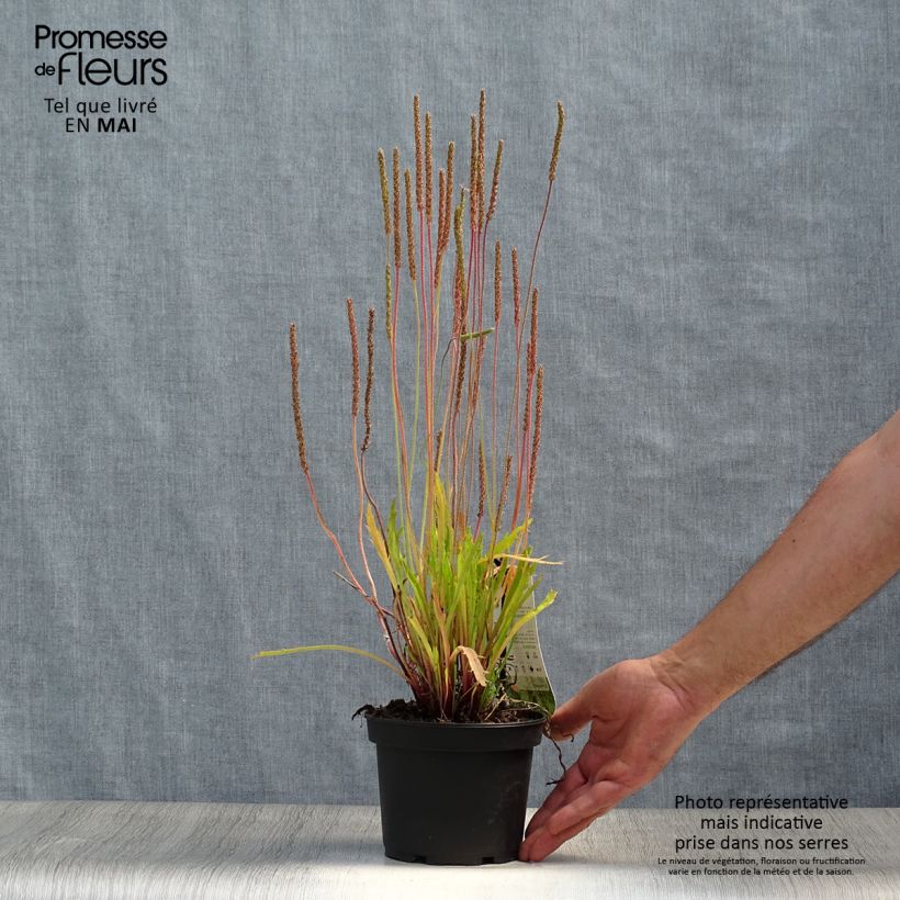 Exemplaar van Plantago coronopus - Hertshoornweegbree Pot van 1,5 l/2 l zoals geleverd in de lente