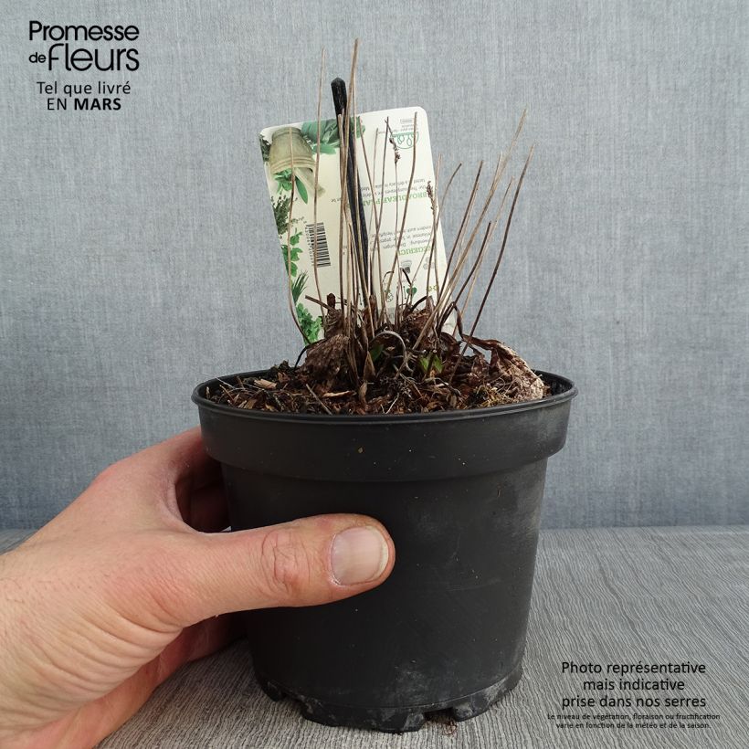 Exemplaar van Plantago major Atropurpurea - Grote weegbree Pot van 1,5 l/2 l zoals geleverd in de winter
