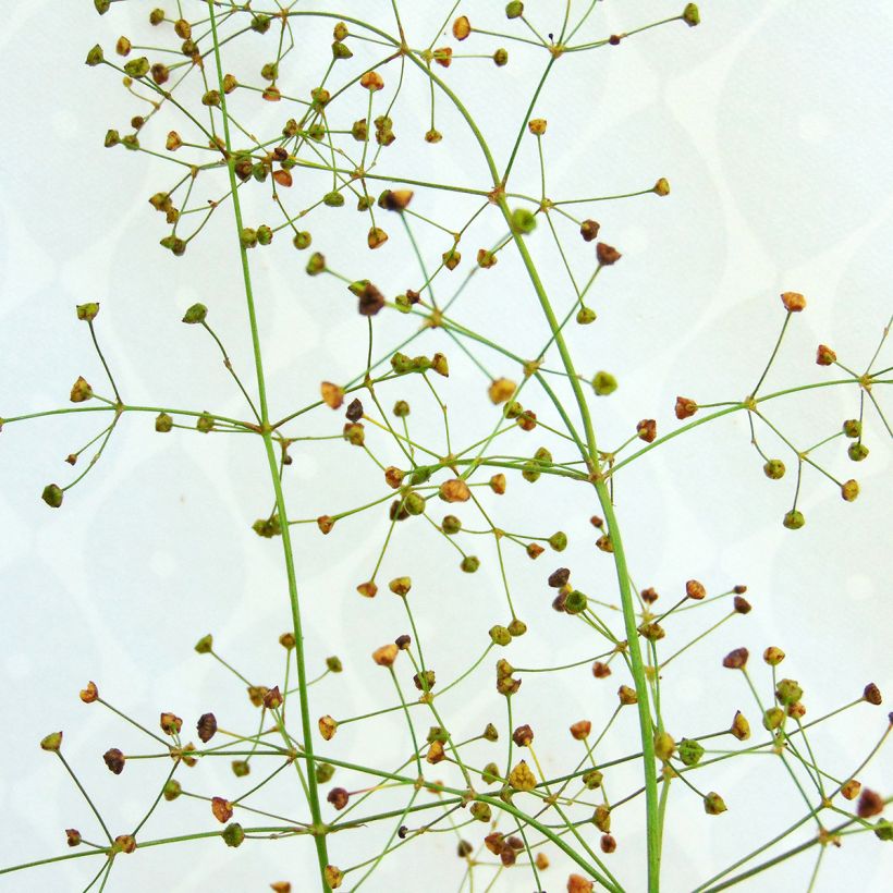 Alisma plantago-aquatica - Grote waterweegbree (Flowering)