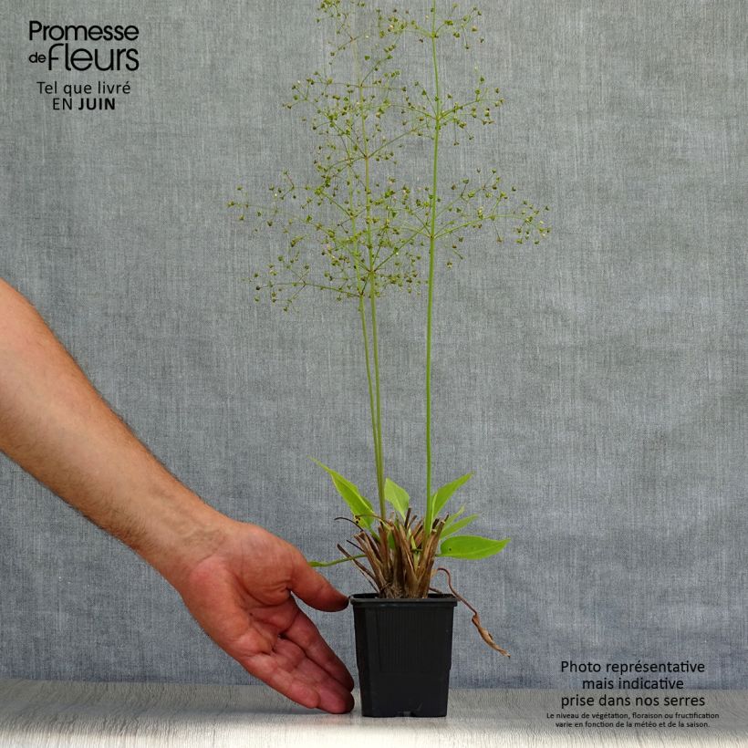 Exemplaar van Alisma plantago-aquatica - Grote waterweegbree Kweekpotje van 8/9 cm zoals geleverd in de zomer