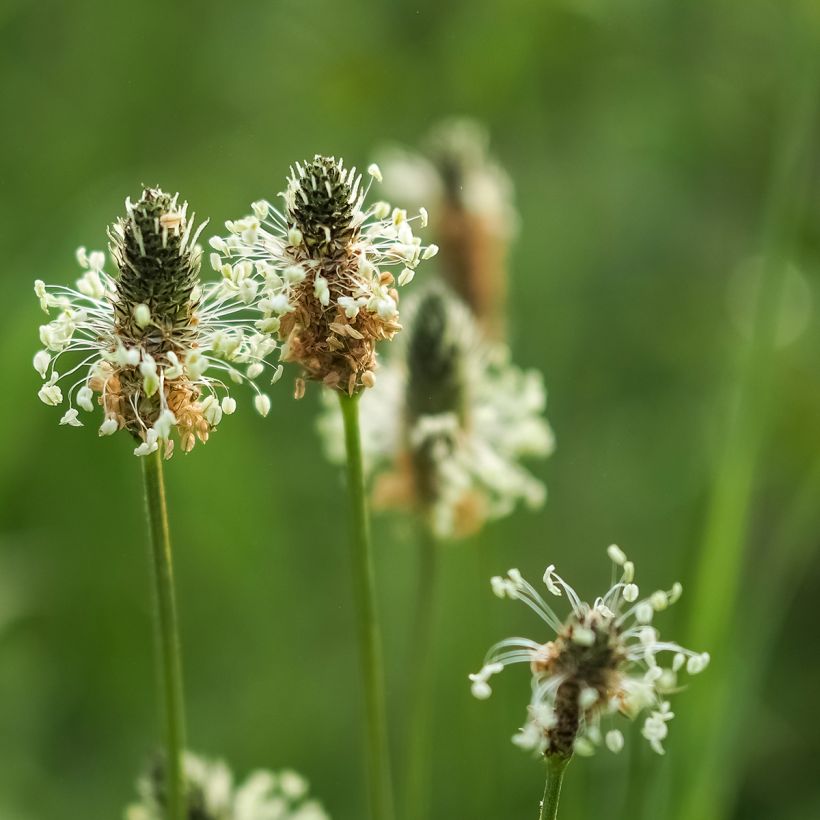 Smalle weegbree BIO - Plantago lanceolata (zaad) (Bloei)