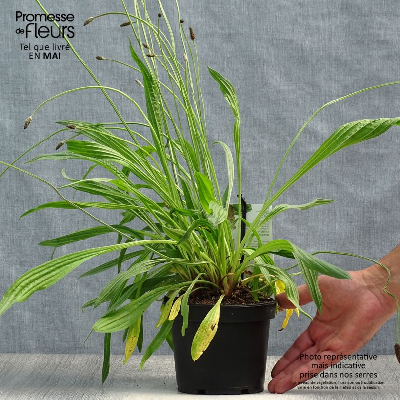 Exemplaar van Smalle weegbree - Plantago lanceolata Pot van 1,5 l/2 l zoals geleverd in de lente