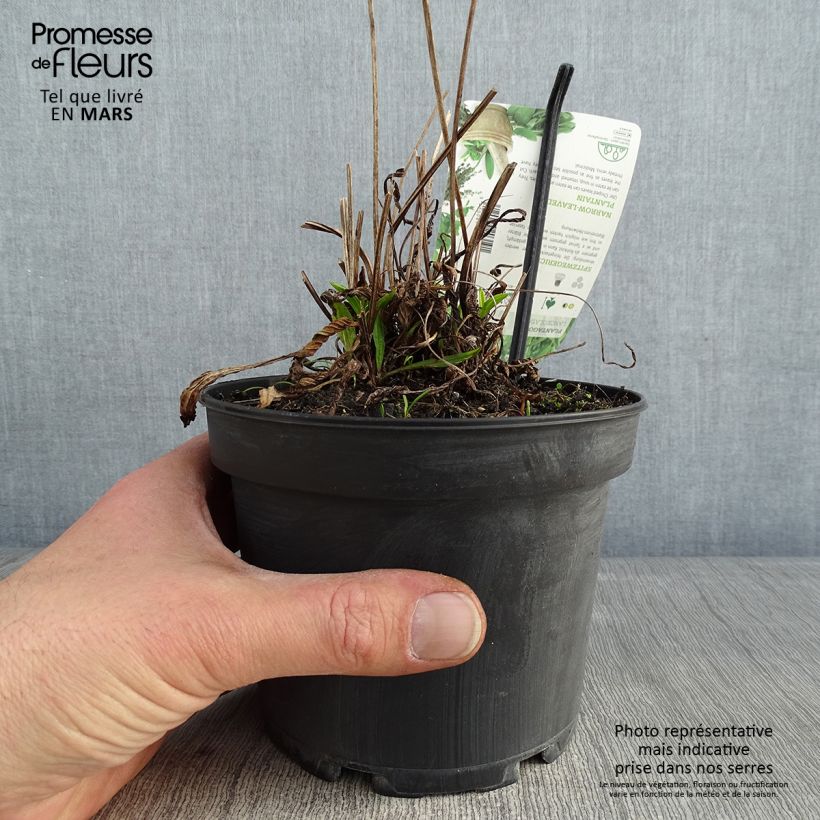 Exemplaar van Smalle weegbree - Plantago lanceolata Pot van 1,5 l/2 l zoals geleverd in de winter