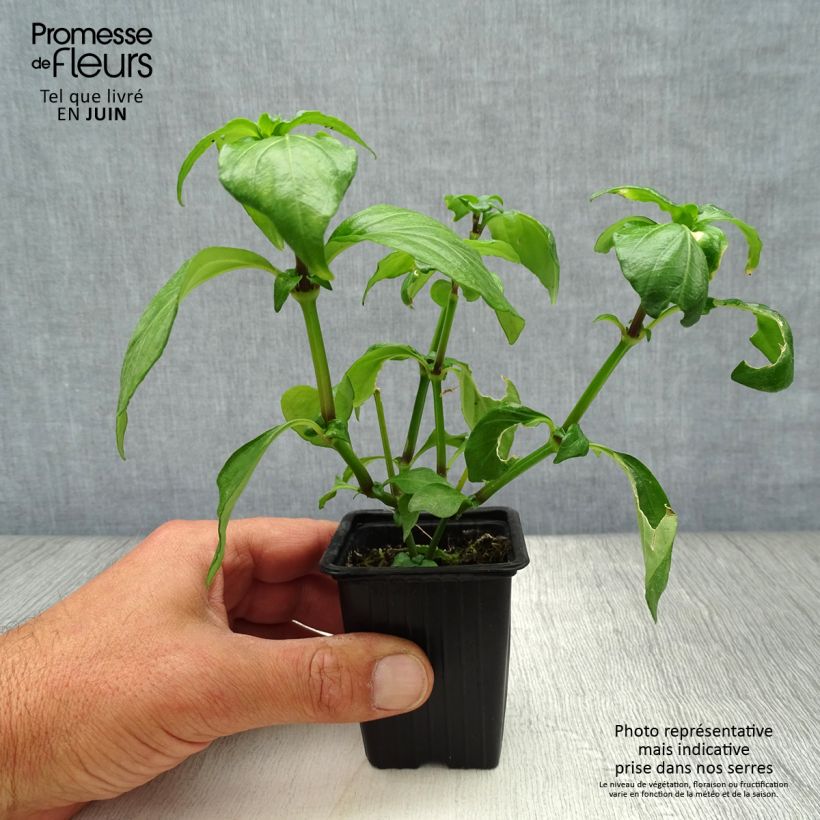 Exemplaar van Paddenstoelplant - Rungia klossii Kweekpotje van 7/8 cm zoals geleverd in de zomer