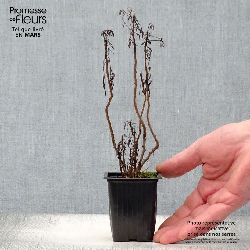 Exemplaar van Colakruid - Artemisia abrotanum Kweekpotje van 7/8 cm zoals geleverd in de lente