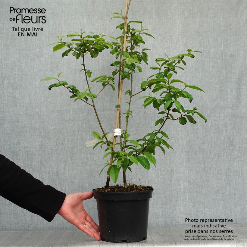 Exemplaar van Lotusboom - Diospyros lotus Pot van 3 l/4 l zoals geleverd in de lente