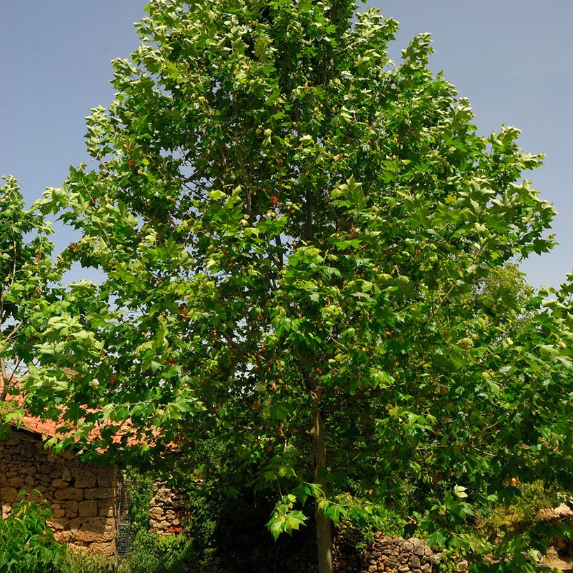 Platanus acerifolia - Gewone plataan (Foliage)