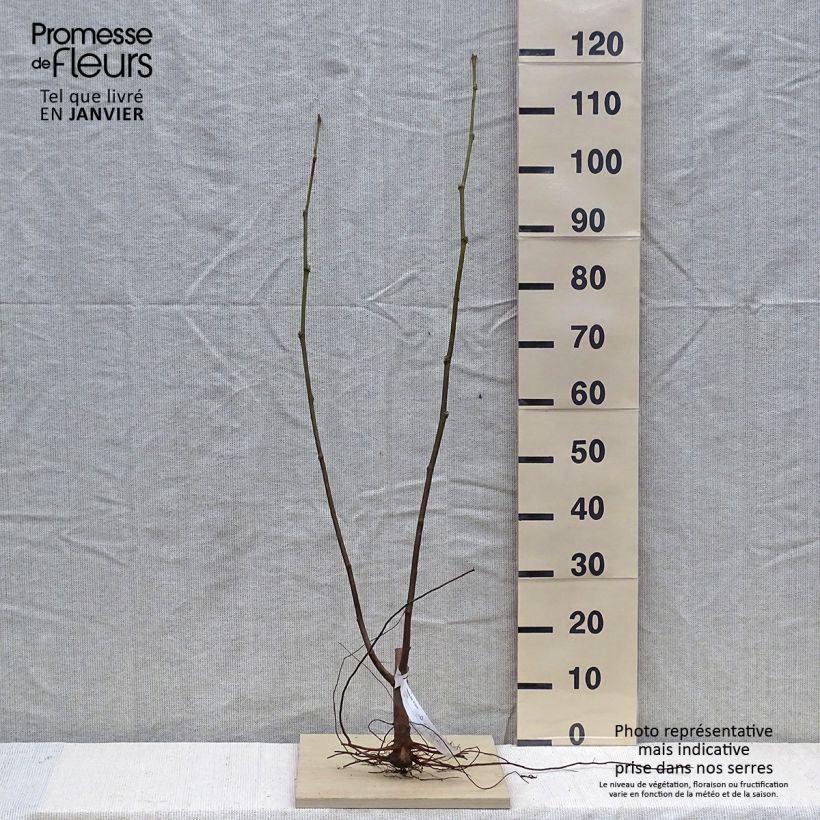 Example of Platanus hispanica El Gordo - Platane  Naakte wortel as you get in hiver