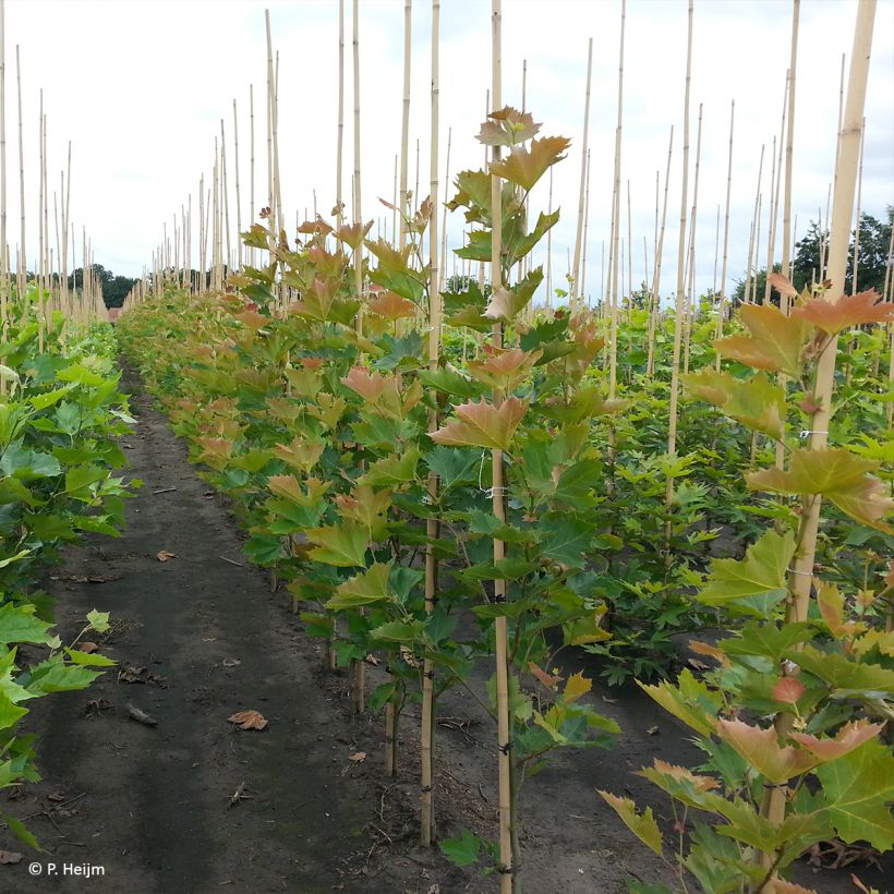 Platanus hispanica Spartan - Gewone plataan (Groeiplaats)